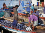 MALDIVE ISLANDS, Male, fishermen with Tuna catch, in dhoni (fishing boat), MAL497JPL