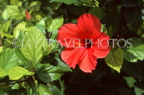 MALDIVE ISLANDS, Male, red Hibiscus flower, MAL23JPL
