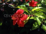 MALDIVE ISLANDS, Male, red Hibiscus flower, MAL575JPL