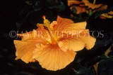 MALDIVE ISLANDS, Male, yellow Hibiscus flower, MAL720JPL