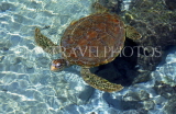 MALDIVE ISLANDS, Turtle in shallow water, MAL119JPL
