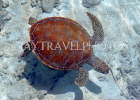 MALDIVE ISLANDS, Turtle in shallow water, MAL489JPL