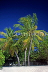 MALDIVE ISLANDS, beach with coconut palms, MAL662JPL