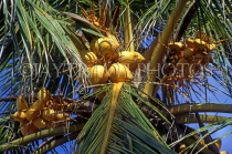 MALDIVE ISLANDS, coconut tree, yellow coconuts, MAL679JPL