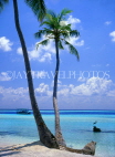 MALDIVE ISLANDS, coconut tree and seascape, MAL105JPL