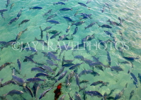 MALDIVE ISLANDS, reef fish in shallow water, MAL515JPL