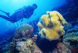 MALDIVE ISLANDS, scuba diver, by Leather Coral, MAL24JPL