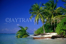 MALDIVE ISLANDS, seascape with fallen coconut tree, MAL656JPL