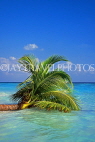 MALDIVE ISLANDS, seascape with fallen coconut tree, MAL754JPL