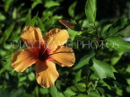 MALDIVE ISLANDS, yellow Hibiscus flower, MAL106JPL