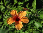 MALDIVE ISLANDS, yellow Hibiscus flower, MAL718JPL
