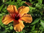 MALDIVE ISLANDS, yellow Hibiscus flower, MAL719JPL
