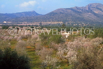 MALLORCA, countryside, Almond trees and mountains, MAL1456JPL