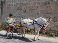MALTA, old man in horse and buggy, MLT473JPL