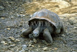 MAURITIUS, Casela Nature Park, giant Tortoise, MRU252JPL