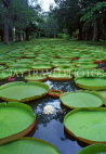 MAURITIUS, Pamplemousses Botanical Gardens, Victoria Regina giant Lily Pond, MRU143JPL