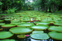 MAURITIUS, Pamplemousses Botanical Gardens, Victoria Regina giant Lily Pond, MRU364JPL