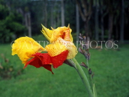 MAURITIUS, Pamplemousses Botanical Gardens, red & yellow Canna flower, MRU145JPL