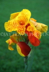 MAURITIUS, Pamplemousses Botanical Gardens, red & yellow Canna flower, MRU370JPL