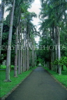 MAURITIUS, Pamplemousses Botanical Gardens, tall palms, MRU366JPL