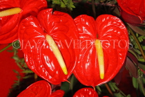 MAURITIUS, red Anthurium flowers, MRU403JPL
