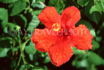 MAURITIUS, red Hibiscus flower, MRU383JPL