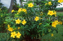 MAURITIUS, yellow Alamanda flowers, MRU374JPL