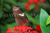 MEXICO, Doris Longwing Butterfly, MEX754JPL