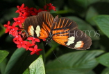 MEXICO, Doris Longwing Butterfly, MEX755JPL