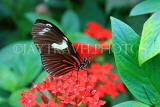 MEXICO, Doris Longwing Butterfly, MEX756JPL