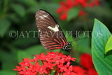 MEXICO, Doris Longwing Butterfly, MEX757JPL