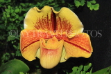 MEXICO, Paphiopedilum Orchid, MEX695JPL