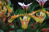 MEXICO, Paphiopedilum Orchid, MEX699JPL