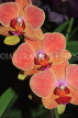 MEXICO, Phalaenopsis Orchids, MEX687JPL