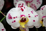 MEXICO, Phalaenopsis Orchids, MEX697JPL