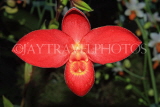 MEXICO, Phragmipedium Orchid, MEX681JPL