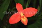 MEXICO, Phragmipedium Orchid, MEX682JPL