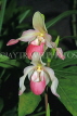 MEXICO, Phragmipedium Orchids, MEX690JPL