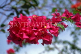MEXICO, Yucatan, flowers of Mexico, Bougainvillea, MEX672JPL