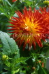 MEXICO, Yucatan, flowers of Mexico, large red and yellow Dahlia, MEX588JPL