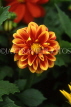 MEXICO, Yucatan, flowers of Mexico, red and yellow Dahlia, MEX589JPL