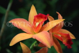 MEXICO, orchid farm, Laelia Cattleya Orchid, MEX693JPL