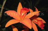 MEXICO, orchid farm, Laelia Cattleya Orchid, MEX694JPL