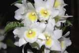 MEXICO, orchid farm, white Cattleya Orchids, MEX688JPL