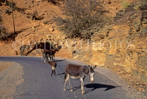 MOROCCO, Atlas Mountain road, and  mules blocking the road, MOR41JPL