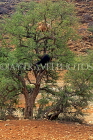 MOROCCO, Atlas Mountains, goats grazing on tree, MOR85JPL