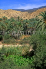 MOROCCO, Atlas Mountains, oasis and Date Palm trees, MOR57JPL