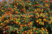 MOROCCO, Marrakesh, Majorelle Gardens, flowers, MOR214JPL