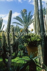 MOROCCO, Marrakesh, Majorelle Gardens (of Yves St Laurent), MOR128JPL