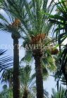 MOROCCO, Marrakesh, Majorelle Gardens (of Yves St Laurent), palm trees, MOR129JPL